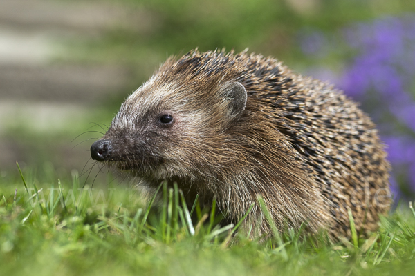 Igel (Erinaceus europaeus)