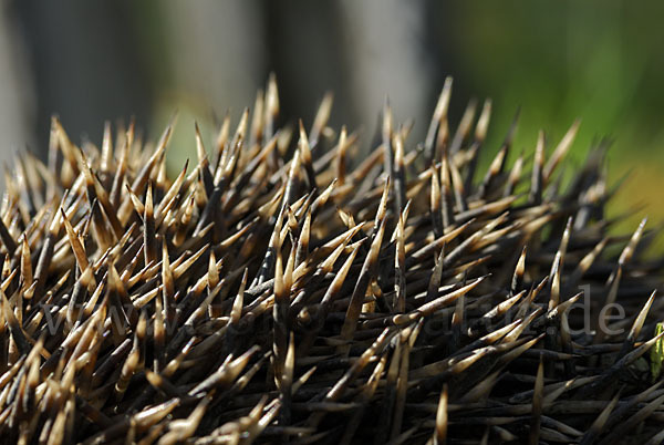 Igel (Erinaceus europaeus)