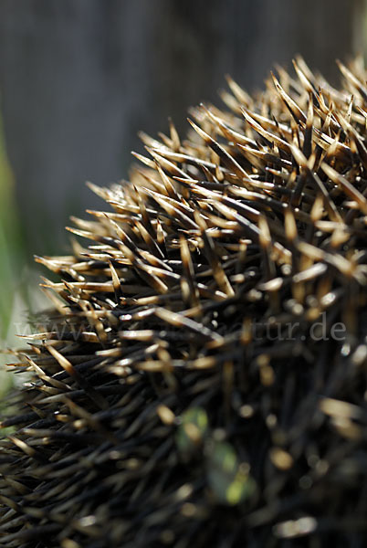 Igel (Erinaceus europaeus)