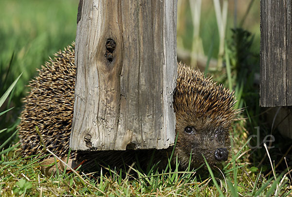 Igel (Erinaceus europaeus)