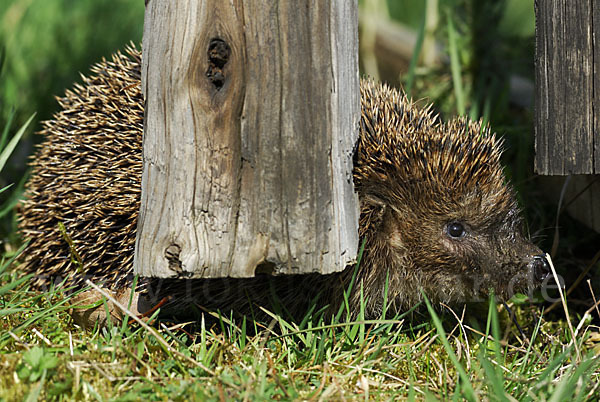 Igel (Erinaceus europaeus)