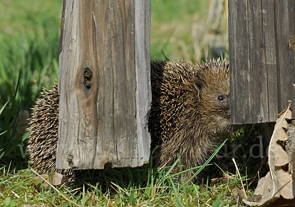 Igel (Erinaceus europaeus)