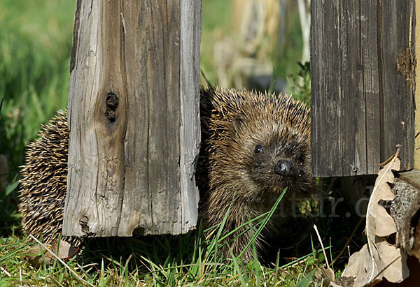 Igel (Erinaceus europaeus)