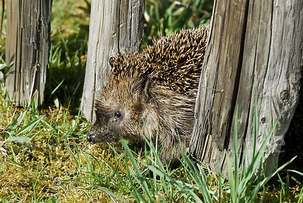 Igel (Erinaceus europaeus)