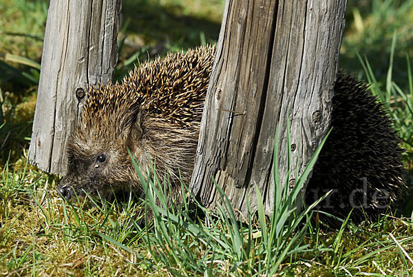 Igel (Erinaceus europaeus)