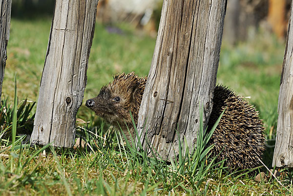 Igel (Erinaceus europaeus)