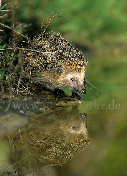 Igel (Erinaceus europaeus)