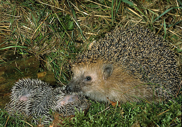 Igel (Erinaceus europaeus)