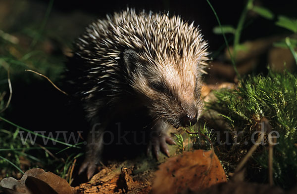 Igel (Erinaceus europaeus)