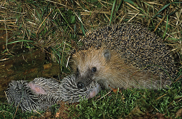 Igel (Erinaceus europaeus)