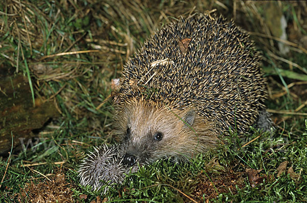 Igel (Erinaceus europaeus)