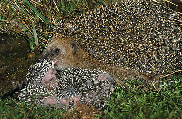 Igel (Erinaceus europaeus)