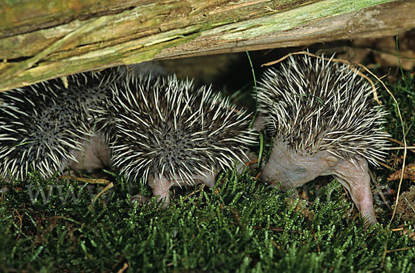 Igel (Erinaceus europaeus)