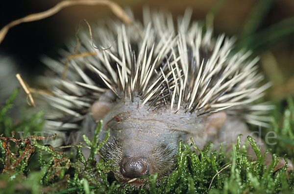 Igel (Erinaceus europaeus)