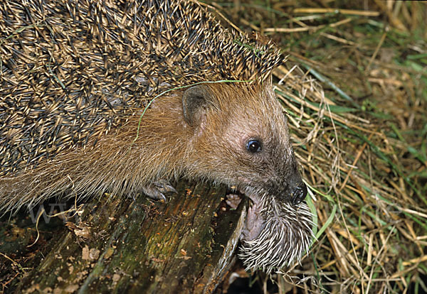 Igel (Erinaceus europaeus)