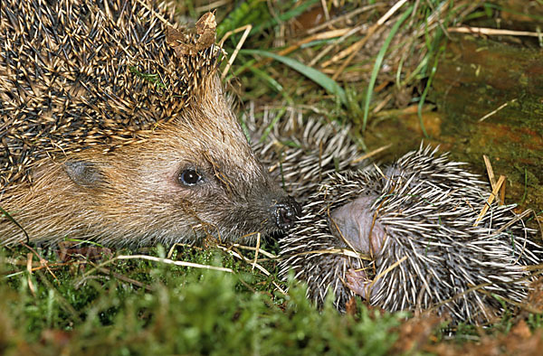 Igel (Erinaceus europaeus)