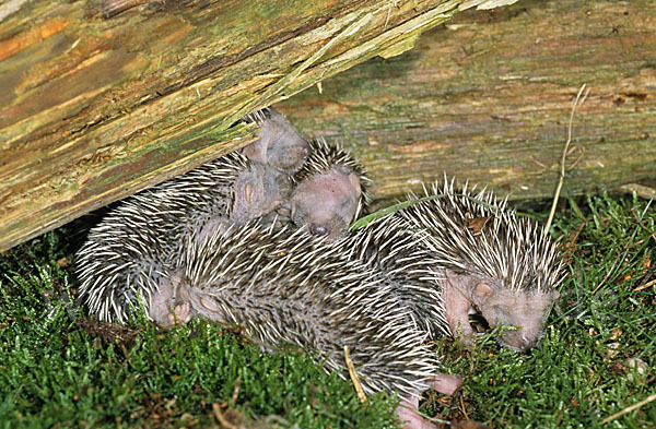 Igel (Erinaceus europaeus)