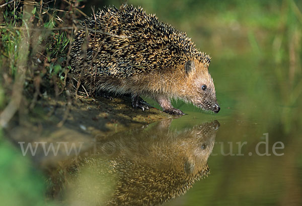 Igel (Erinaceus europaeus)