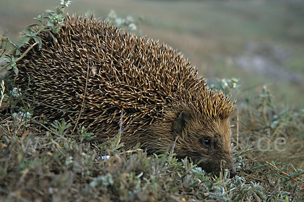 Igel (Erinaceus europaeus)