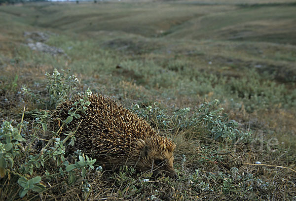 Igel (Erinaceus europaeus)