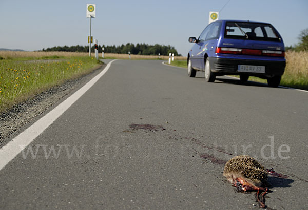 Igel (Erinaceus europaeus)