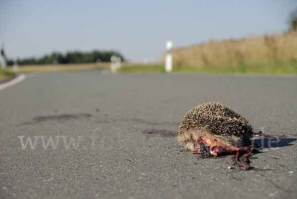 Igel (Erinaceus europaeus)