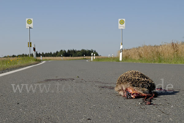 Igel (Erinaceus europaeus)