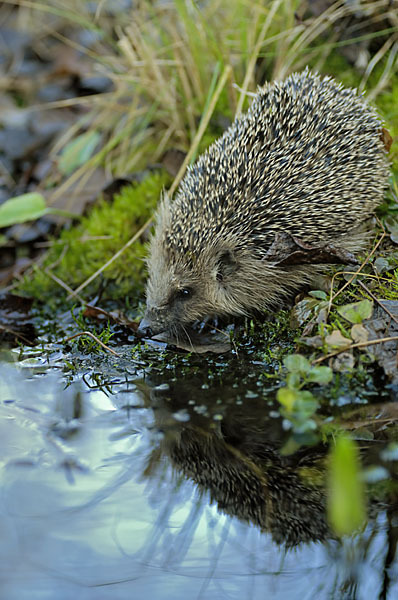 Igel (Erinaceus europaeus)