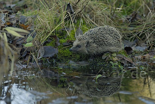 Igel (Erinaceus europaeus)