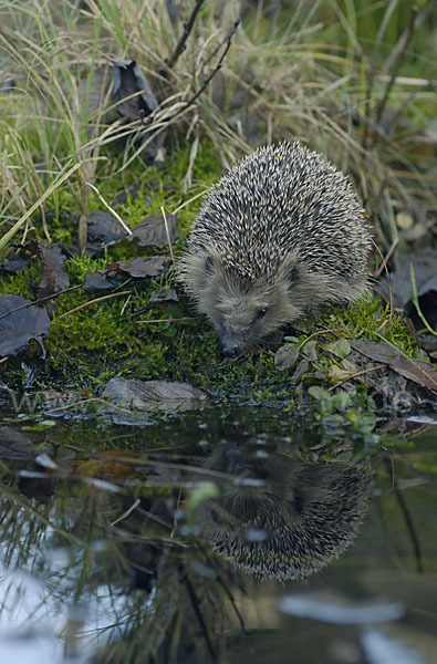 Igel (Erinaceus europaeus)