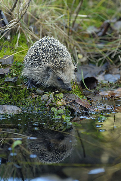 Igel (Erinaceus europaeus)