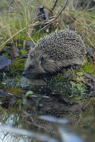 Igel (Erinaceus europaeus)