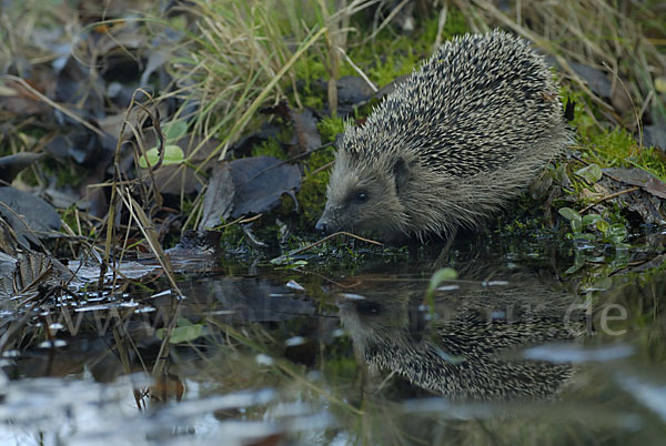 Igel (Erinaceus europaeus)