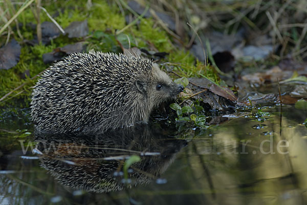 Igel (Erinaceus europaeus)