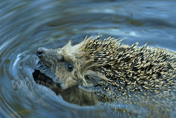 Igel (Erinaceus europaeus)