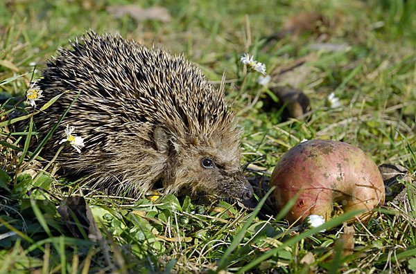 Igel (Erinaceus europaeus)