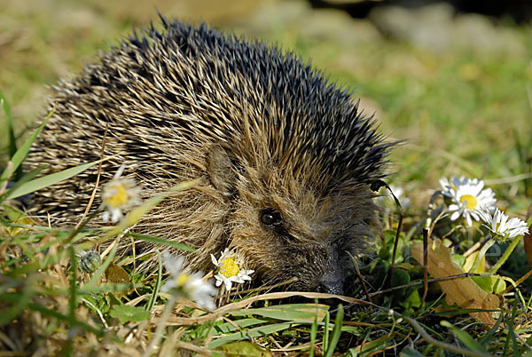 Igel (Erinaceus europaeus)