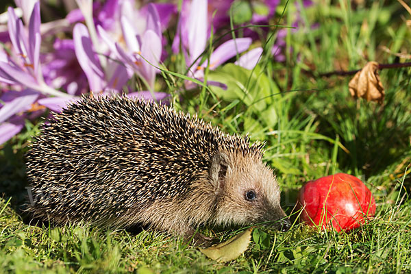 Igel (Erinaceus europaeus)