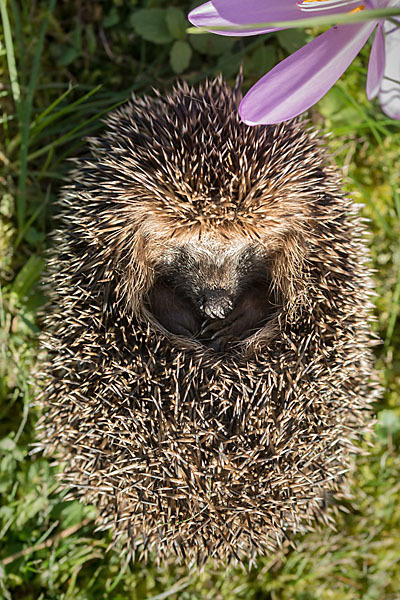 Igel (Erinaceus europaeus)