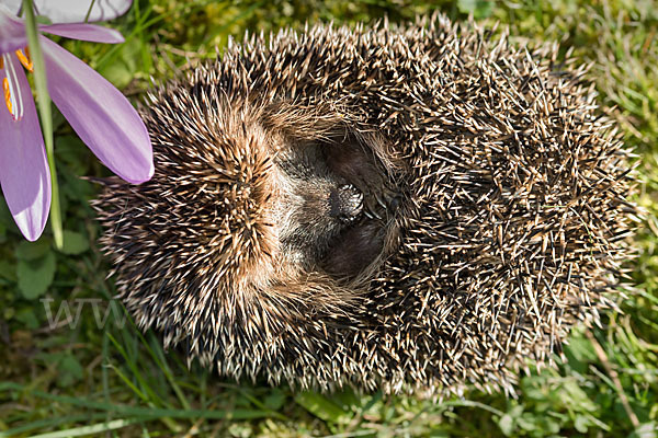 Igel (Erinaceus europaeus)