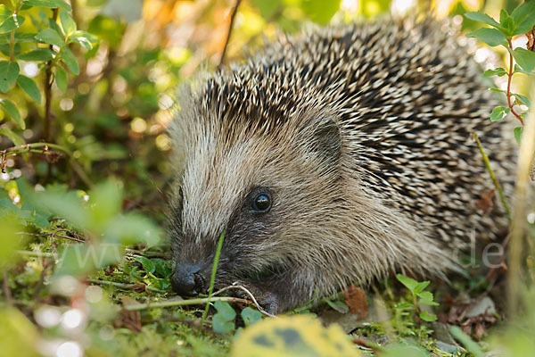 Igel (Erinaceus europaeus)