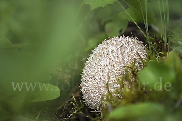 Igelstäubling (Lycoperdon echinatum)