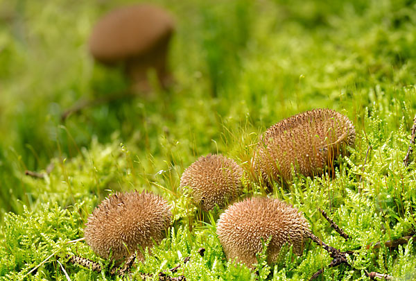 Igelstäubling (Lycoperdon echinatum)