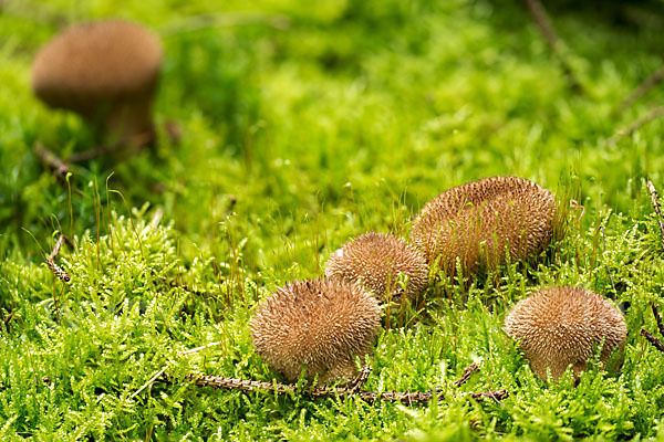 Igelstäubling (Lycoperdon echinatum)