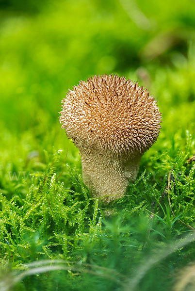 Igelstäubling (Lycoperdon echinatum)