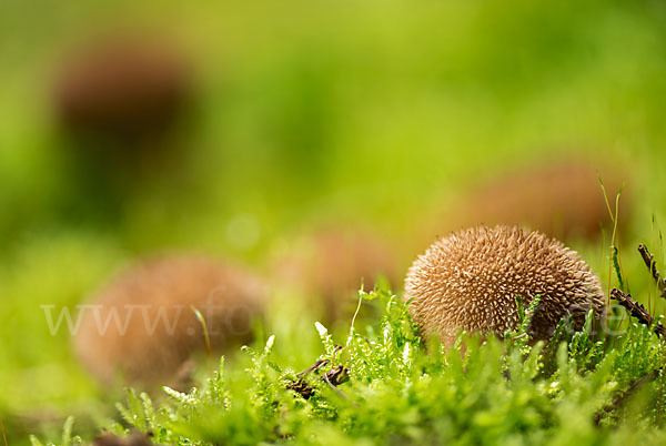 Igelstäubling (Lycoperdon echinatum)