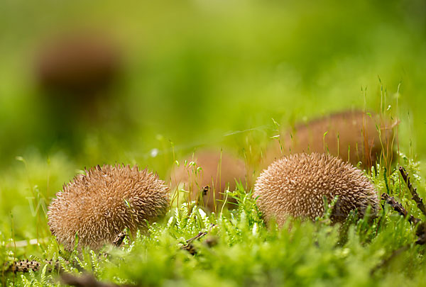 Igelstäubling (Lycoperdon echinatum)