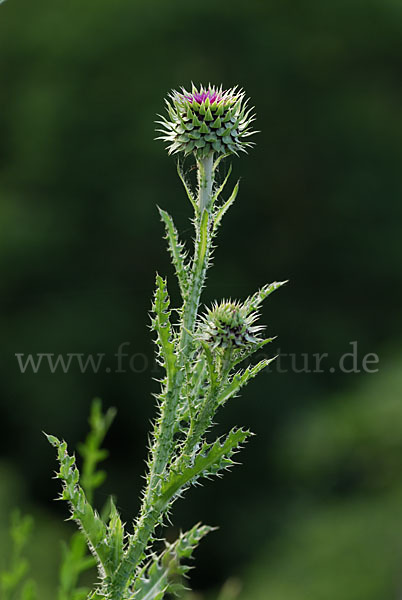 Illyrische Eselsdistel (Onopordum illyricum)