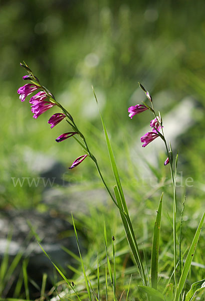 Illyrische Siegwurz (Gladiolus illyricus)