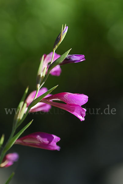 Illyrische Siegwurz (Gladiolus illyricus)